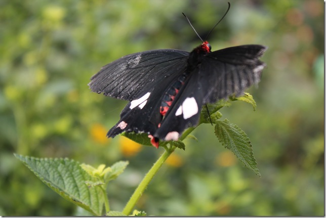 蝴蝶近照 蝴蝶近照