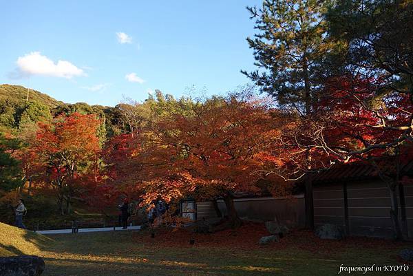 DSC01336_Fotor.jpg DSC01336_Fotor.jpg