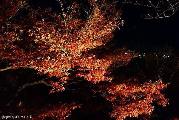 DSC01410_Fotor.jpg DSC01410_Fotor.jpg