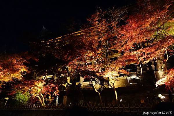 DSC01516_Fotor.jpg DSC01516_Fotor.jpg