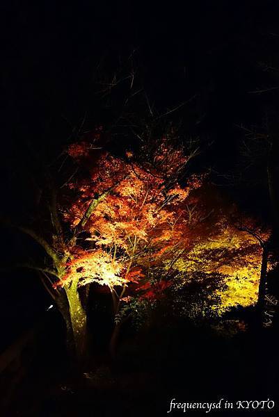 DSC01561_Fotor.jpg DSC01561_Fotor.jpg