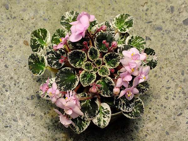 Pink dove african violet outlet