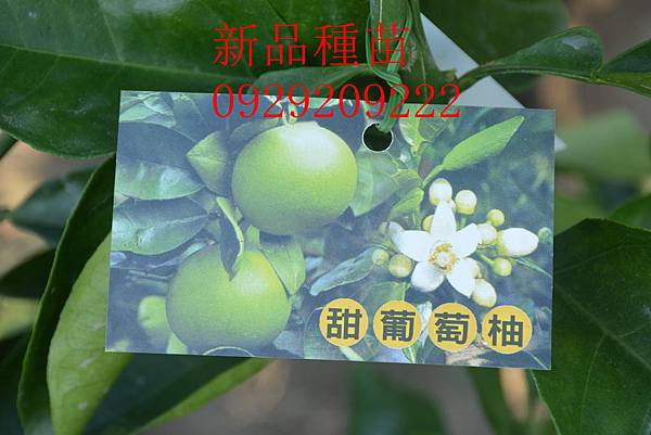 DSC_8682_副本 DSC_8682_副本