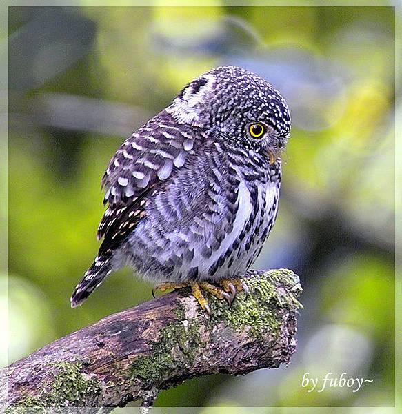 鳥類攝影 - 鵂鶹 @ fuboy的相簿 :: 痞客邦 PIXNET