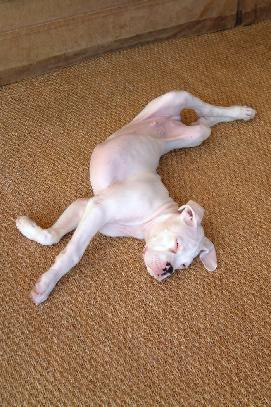 dog.jpg dog.jpg