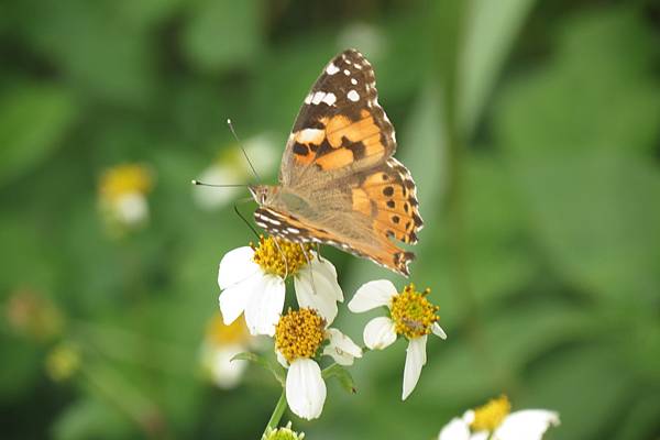 IMG_9522.JPG IMG_9522.JPG