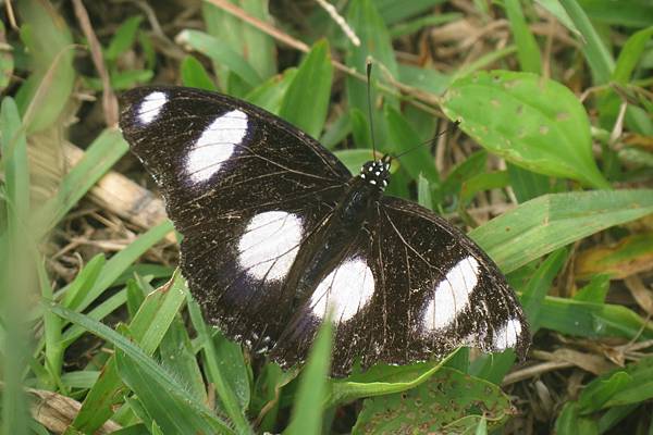 IMG_9532.JPG IMG_9532.JPG