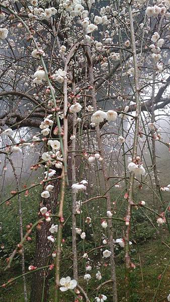 DSC_9123.jpg DSC_9123.jpg