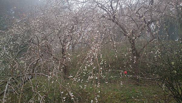 DSC_9124.jpg DSC_9124.jpg