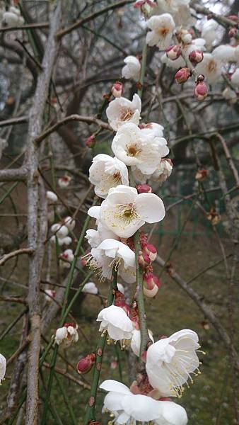 DSC_9126.jpg DSC_9126.jpg