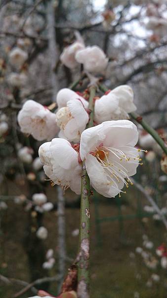 DSC_9127.jpg DSC_9127.jpg