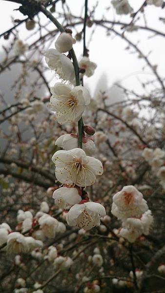 DSC_9130.jpg DSC_9130.jpg