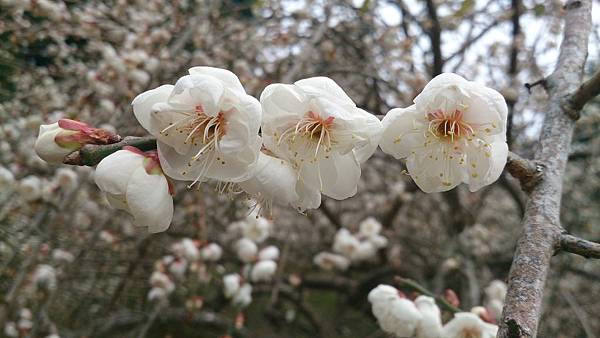 DSC_9133.jpg DSC_9133.jpg