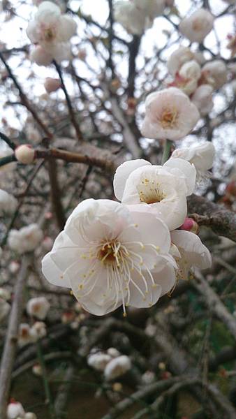 DSC_9137.jpg DSC_9137.jpg