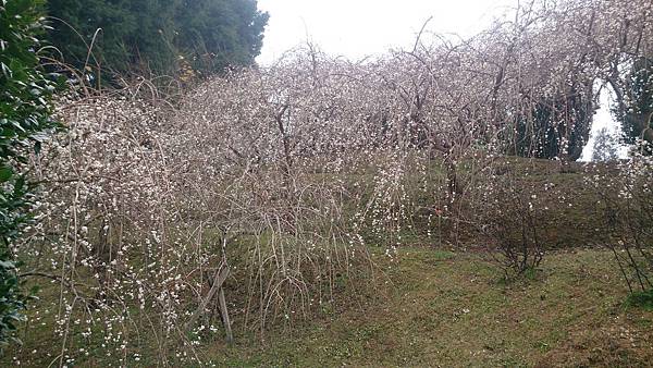 DSC_9138.jpg DSC_9138.jpg