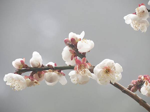 IMG_0693.JPG IMG_0693.JPG