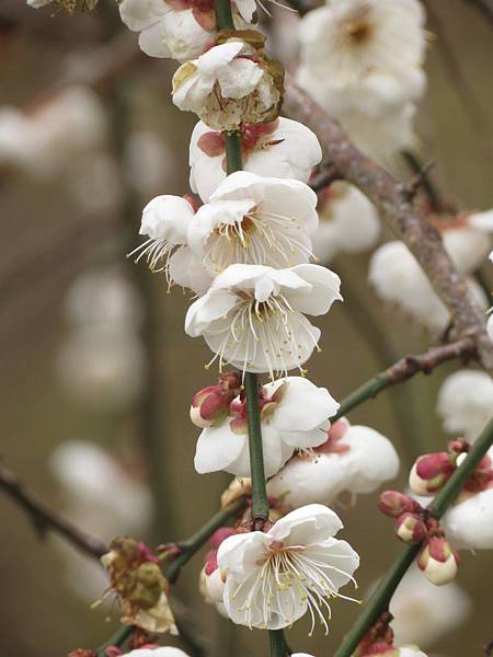 IMG_0694.JPG IMG_0694.JPG