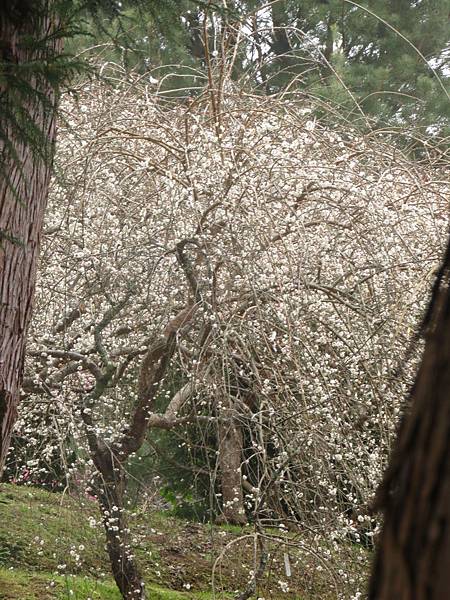 IMG_0700.JPG IMG_0700.JPG