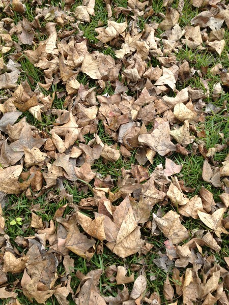IMG_5999 IMG_5999