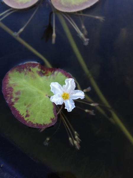 p1.jpg p1.jpg