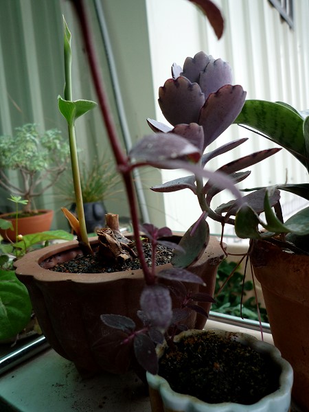 09012008.jpg 09012008.jpg