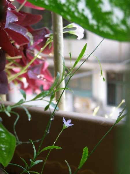 09061641.JPG 09061641.JPG
