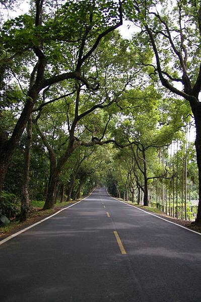 綠色隧道 綠色隧道