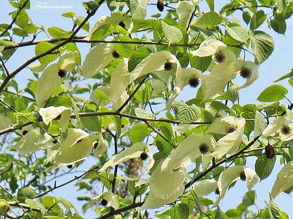 IMG_4487.JPG IMG_4487.JPG