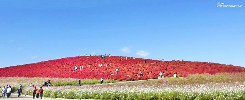 2012日立海濱公園地膚子 (47).JPG 2012日立海濱公園地膚子 (47).JPG