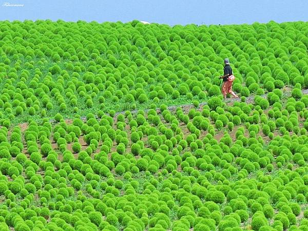 20140818日立海濱公園 (35).JPG 20140818日立海濱公園 (35).JPG