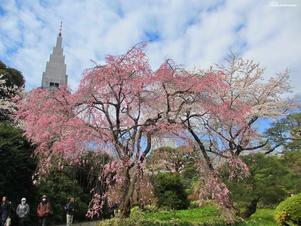 加框八重紅枝垂櫻 (13).JPG 加框八重紅枝垂櫻 (13).JPG