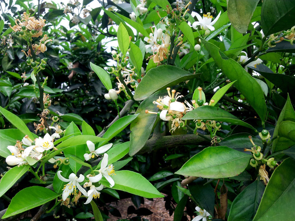 20150317 733 柳丁花蜜1