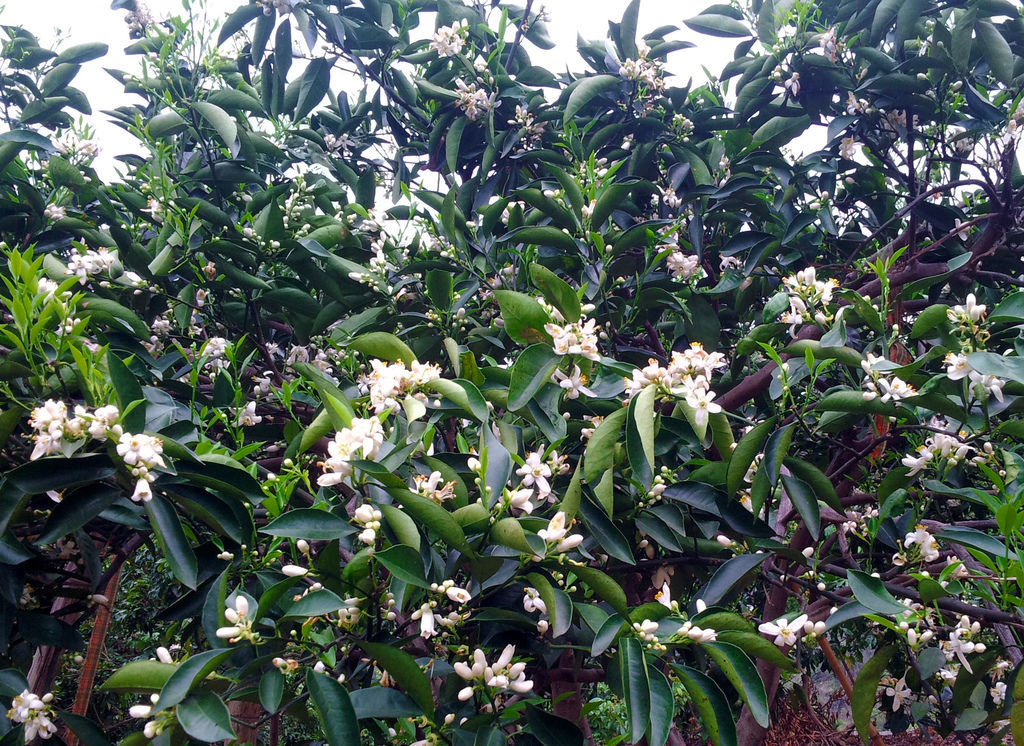 20150317 753 柳丁花蜜2