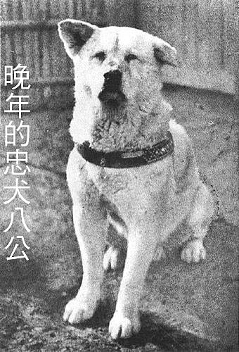 「忠犬小八(又称为"八公")」是日本历史上一条具有传奇