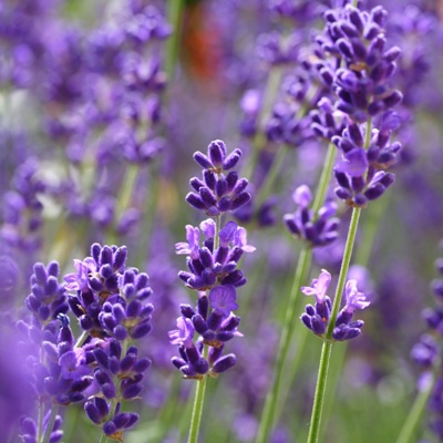 薰衣草的圖片搜尋結果