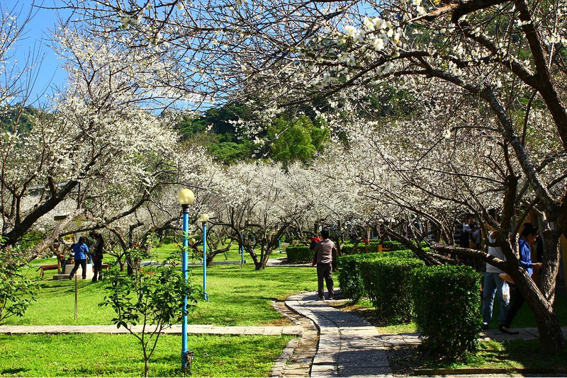 台中新社、賞梅必訪梅林親水岸 - 第22張圖