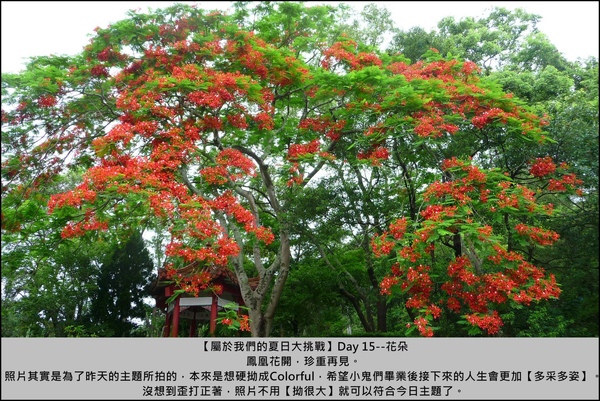 D15_花.JPG D15_花.JPG