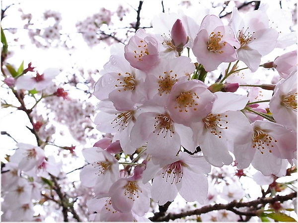 R1276515-18阿里山櫻花.JPG R1276515-18阿里山櫻花.JPG