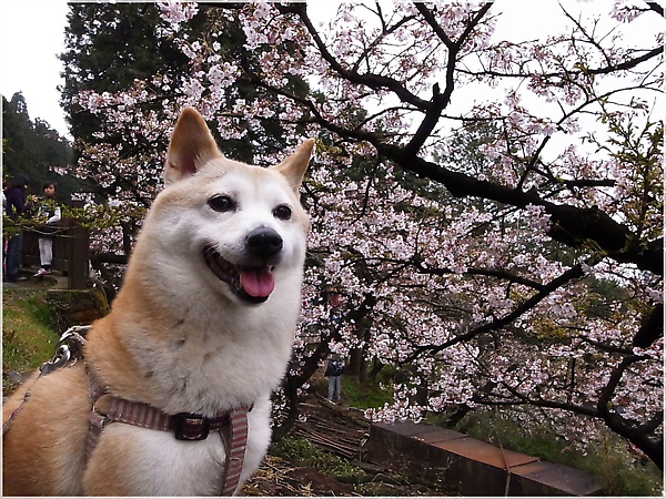 阿里山櫻花R1276589-10柑妹篇.JPG 阿里山櫻花R1276589-10柑妹篇.JPG