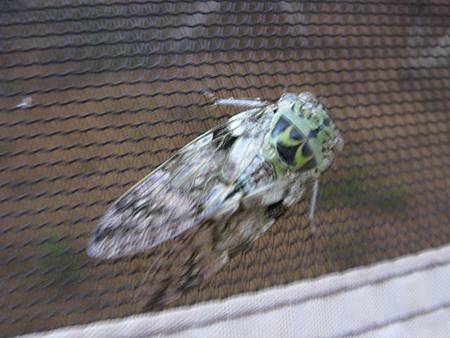 2012_0609_054508 2012_0609_054508