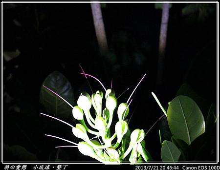 2013_0721_204644P155.jpg 2013_0721_204644P155.jpg