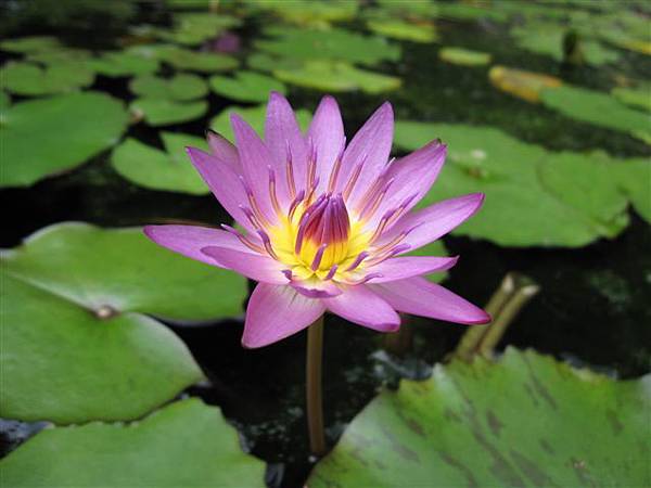 IMG_1951.JPG IMG_1951.JPG