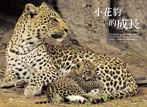 小花豹的成長
