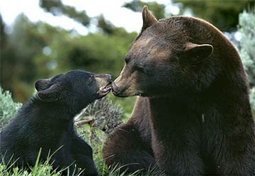black bear mom and cub.