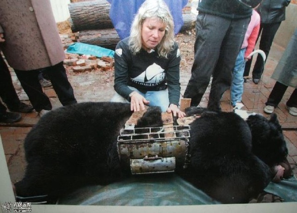 搶救月熊--Jill and moon bear