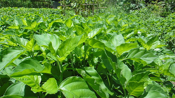 活力菜-赤道櫻花