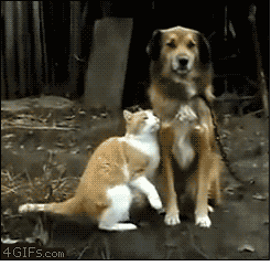 GIF 動態圖-撒嬌的貓咪-1