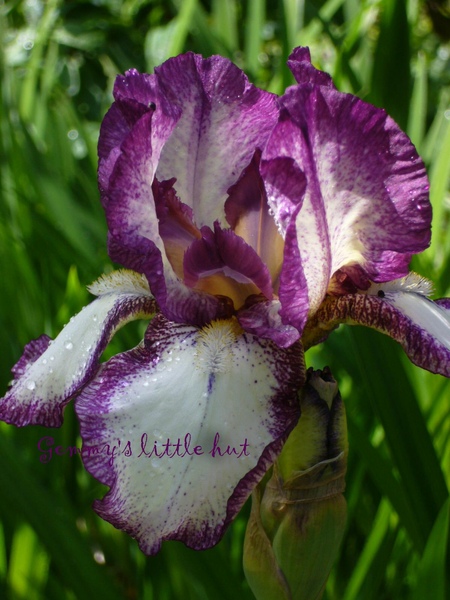 Iris1.jpg