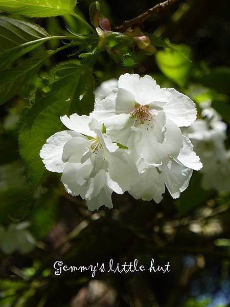 白色櫻花 143.JPG 白色櫻花 143.JPG