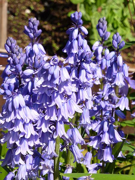 bluebell1.jpg